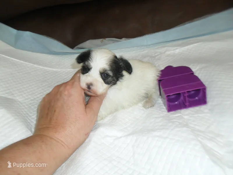 Tia – Morkie puppy for sale in Woodfin, NC