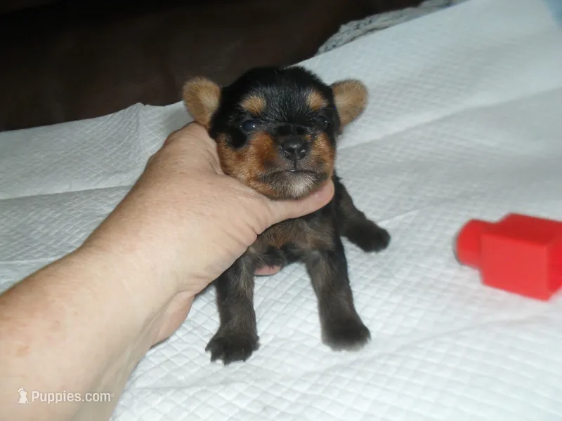Porsha – Yorkshire Terrier puppy for sale in Woodfin, NC