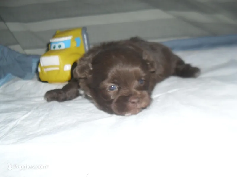 Razor – Mal Shi puppy for sale in Woodfin, NC