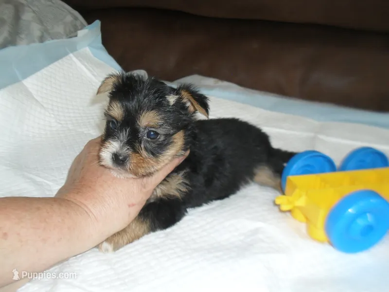 Spider – Yorkshire Terrier, Malchi puppy for sale in Woodfin, NC