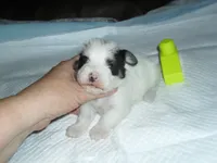 Gracie, a female Morkie for sale in Woodfin, NC – 4 of 4