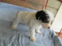 Teddy, a female Morkie for sale in Woodfin, NC – 2 of 4