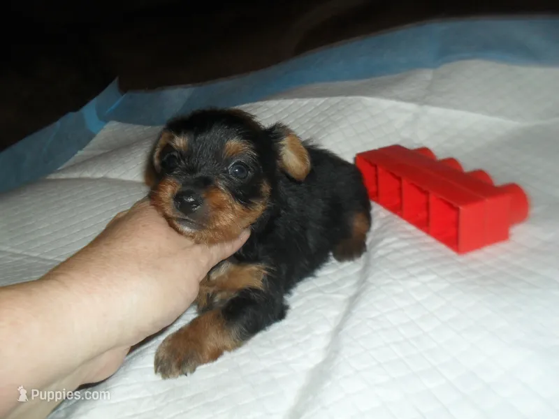 Regan – Yorkshire Terrier puppy for sale in Woodfin, NC