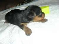 Remi, a female Yorkshire Terrier for sale in Woodfin, NC – 5 of 5