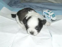 Axel, a male Shih Tzu for sale in Woodfin, NC – 3 of 5