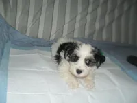 River, a male Morkie for sale in Woodfin, NC – 4 of 5