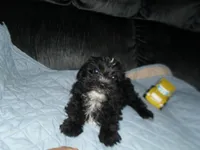River, a male Morkie for sale in Woodfin, NC – 3 of 5