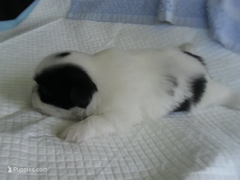 Jade – Shih Tzu puppy for sale in Woodfin, NC