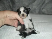 Sage, a female Shih Tzu for sale in Woodfin, NC – Photo 4 of 4