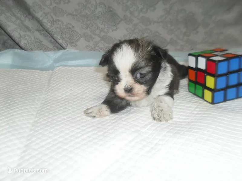 Sage – Shih Tzu puppy for sale in Woodfin, NC