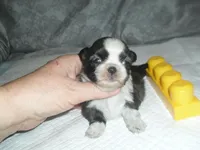 Sage, a female Shih Tzu for sale in Woodfin, NC – Photo 3 of 4