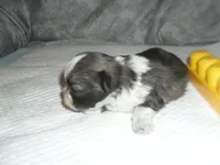 Sage, a female Shih Tzu for sale in Woodfin, NC – Photo 2 of 4