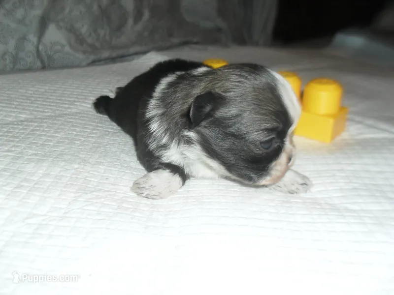 Sage – Shih Tzu puppy for sale in Woodfin, NC