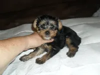 Porsha, a female Yorkshire Terrier for sale in Woodfin, NC – 2 of 6