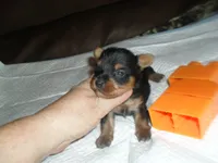 Lexi, a female Yorkshire Terrier for sale in Woodfin, NC – 2 of 4