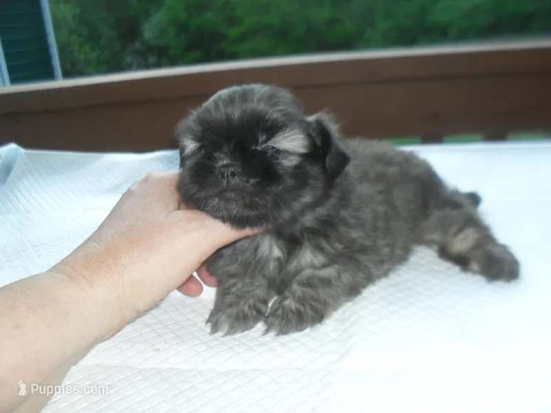 Izzy – Shih Tzu puppy for sale in Woodfin, NC