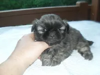 Izzy, a female Shih Tzu for sale in Woodfin, NC – Photo 5 of 5