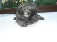 Izzy, a female Shih Tzu for sale in Woodfin, NC – Photo 3 of 5