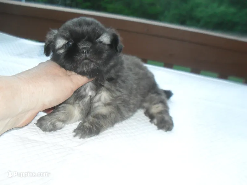 Izzy – Shih Tzu puppy for sale in Woodfin, NC