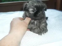 Izzy, a female Shih Tzu for sale in Woodfin, NC – Photo 4 of 5