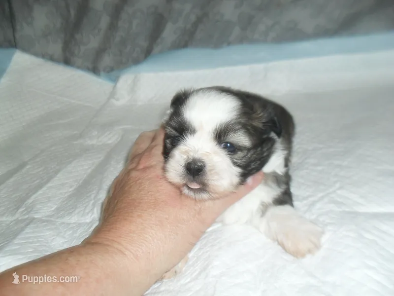 Remi – Shih Tzu puppy for sale in Woodfin, NC