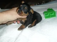 Raven, a female Yorkshire Terrier for sale in Woodfin, NC – 2 of 4