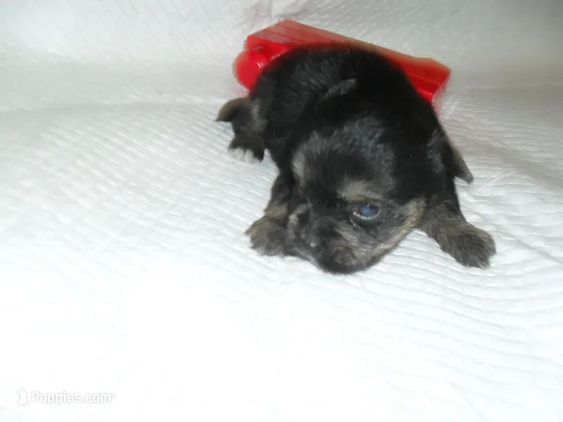 Toby – Yorkshire Terrier, Malchi puppy for sale in Woodfin, NC
