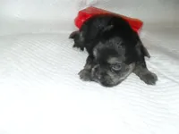 Toby, a male Yorkshire Terrier and Malchi for sale in Woodfin, NC – 1 of 4