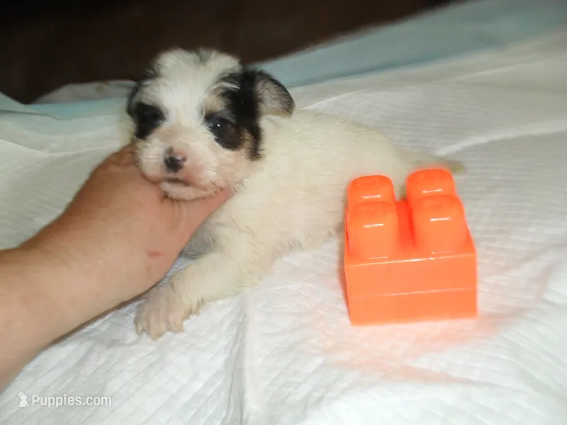 Gracie – Morkie puppy for sale in Woodfin, NC