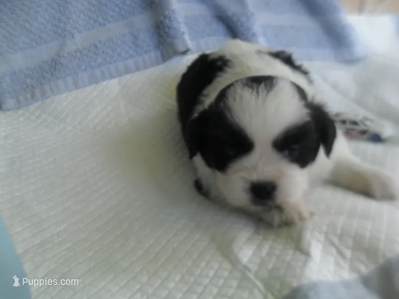 Spider – Shih Tzu puppy for sale in Woodfin, NC