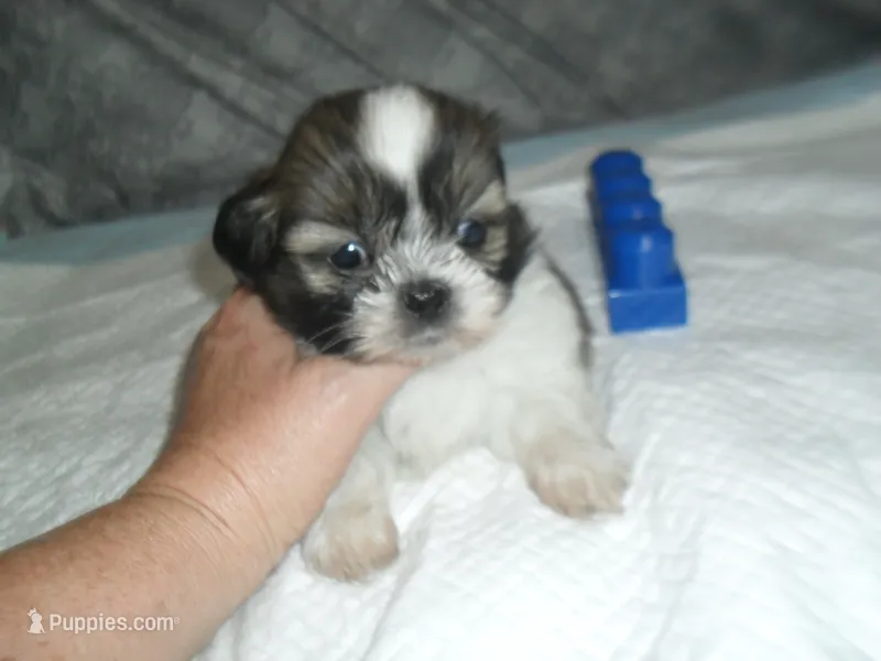 Axel – Shih Tzu puppy for sale in Woodfin, NC