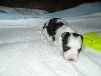 Riley, a female Morkie for sale in Woodfin, NC – 2 of 5