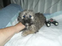 Chase, a male Yorkshire Terrier and Malchi for sale in Woodfin, NC – 2 of 5