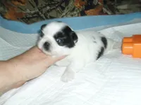 Jade, a female Shih Tzu for sale in Woodfin, NC – 2 of 5