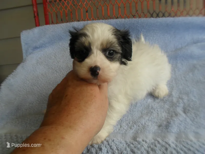 Tia – Morkie puppy for sale in Woodfin, NC