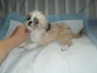Lacey, a male Shih Tzu for sale in Woodfin, NC – 2 of 5
