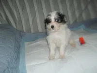 Teddy, a female Morkie for sale in Woodfin, NC – 5 of 5