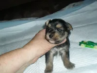 Razor, a female Morkie for sale in Woodfin, NC – 3 of 4