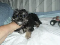 Toby, a male Yorkshire Terrier and Malchi for sale in Woodfin, NC – 4 of 5