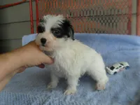 Teddy, a female Morkie for sale in Woodfin, NC – 4 of 4