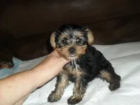Porsha, a female Yorkshire Terrier for sale in Woodfin, NC – 5 of 6