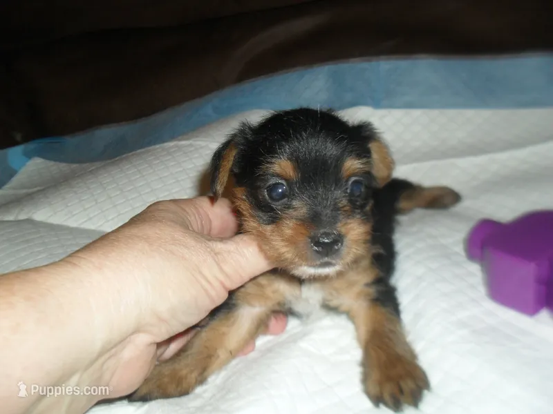 Remi – Yorkshire Terrier puppy for sale in Woodfin, NC
