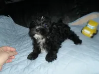 River, a male Morkie for sale in Woodfin, NC – 4 of 5