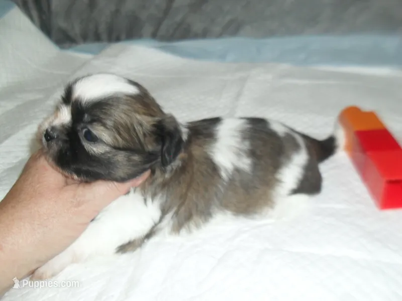 Ryker – Shih Tzu puppy for sale in Woodfin, NC