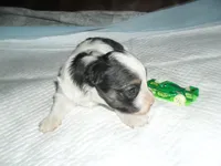 Spike, a female Morkie for sale in Woodfin, NC – 2 of 5
