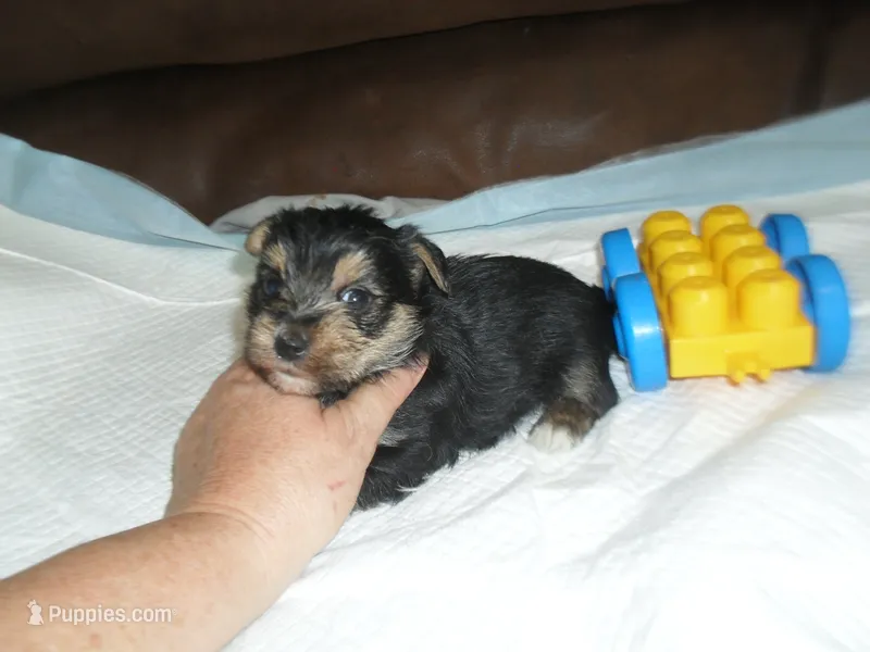Razor – Morkie puppy for sale in Woodfin, NC