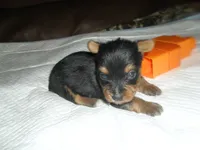 Lexi, a female Yorkshire Terrier for sale in Woodfin, NC – 3 of 4