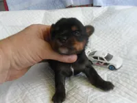 Razor, a male Yorkshire Terrier for sale in Woodfin, NC – 5 of 5
