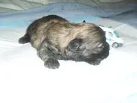 Ace, a male Shih Tzu for sale in Woodfin, NC – 1 of 4