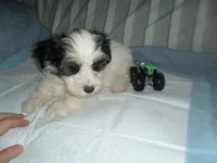River, a male Morkie for sale in Woodfin, NC – 5 of 5